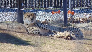 oklahoma city zoo walking tour 2 1 24