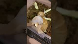 Побег из улитятника 🐌