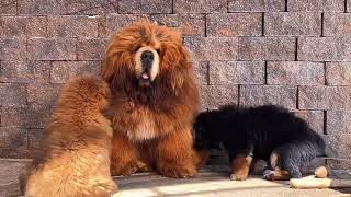 100% Chinese Tibetan Mastiff Puppies