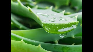 Cómo Pelar una Hoja de Aloe Vera - 100% Fácil