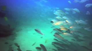 CostaRica Corcovado Dive 2015