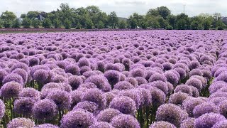 Allium 'Globemaster' field - FarmerGracy.co.uk