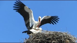 Любовь аистов. Love of storks