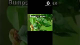 Homeopathy for BUMPS ON LEAVES/  LEAF GALLS #warts