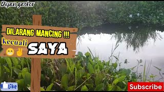 SPOT MANCING KEREN ISINYA GABUS SEMUA//MERAUKE PAPUA #mancinggabus