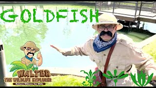 Walter Feeds Goldfish at the Pond - Educational Nature Videos for Toddlers and Kids