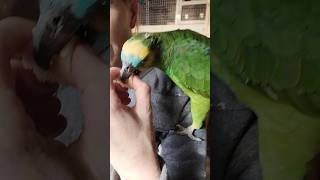 Papuga amazonka niebieskoczelna Karol #parrot #birds #animals #aviary #pets #amazon