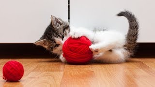 Funny Cats Playing with Yarn