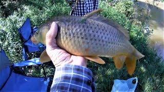 Mały Karp Połakomił się na kukurydze (Little Carp He got hungry on corn)