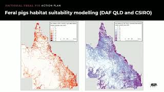 Tackling biodiversity impacts from feral pigs – we’re stronger together