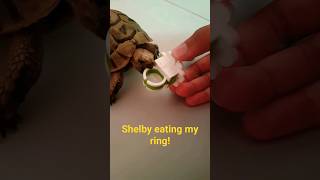 Shelby eating my ring! #viral #tortoise #fun #shorts #trending