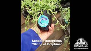 Quick Peek: String of Dolphins hanging succulent houseplant