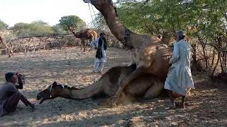 Two camels || Camel loving meet time jumping very interesting || Camels by #desert