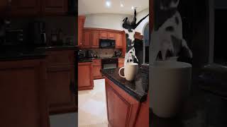 Daredevil Cat Dives Into A Coffee Cup #shorts