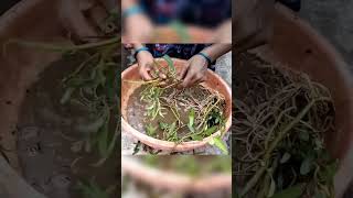 KARMATTA BHAJI #karmattabhaji #terracegarden #lalitaskitchengarden #vegetables #rooftopgarden