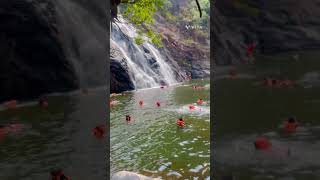 Dudhasagar Goa #dudhsagarwaterfalls #goa #goadiaries