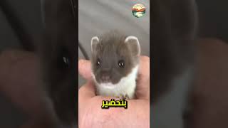 ما حدث مع  الراكون حقا سيدهشك