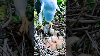 Heartwarming Moment: Eagle Mom Provides for Her Eaglets with Mice 🐭❤️ #trendingshorts #birdfeeding