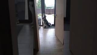 Alaskan Malamute's reaction when mommy comes home🥹 #dog #shorts #cute #video #subscribe #funnyvideo