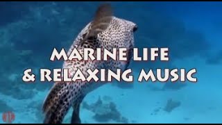 MARINE LIFE & RELAXING MUSIC