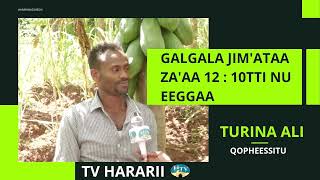 HTV Galgala Jumataa Harari TV  Irratti