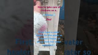 How to take care of chickens on a winter day!💗❄️🐓🐾 #chicken #cute #animals #dog #winter