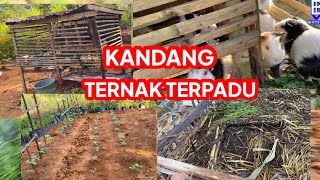 Kandang baru untuk peternakan terpadu marmut produksi pupuk organik