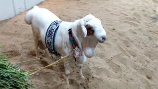 GARDEN KA SHOQ I BAKRA EID KARACHI