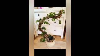 Indoor plants ideas | Money plants #indoorplants #homedecoridea#ytshortsvideo #shorts