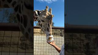 Giraffe feeding MashaAllah #naturelovers #love #viralshorts