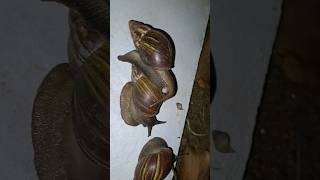 snail family Party at garden side#shorts