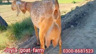 unique makhi cheeni goat | joyia goat farm | goat farming in Pakistan | @joyiaGoatFarm