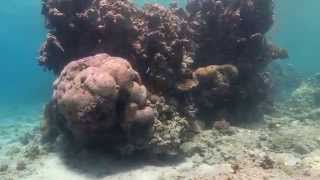 Video Sample of Fantasea BigEye Effect Underwater with Canon G7X