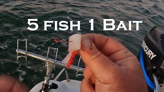 Catching 5 whiting on 1 Bait - Squid Square !!