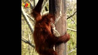 Little Orangutan Climbing #shorts