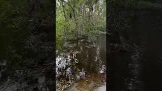 Alafia River Flooding – Hurricane Milton Update #hurricanmilton🌀