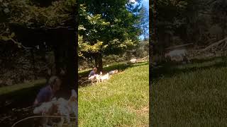 Feeding Baby Goats