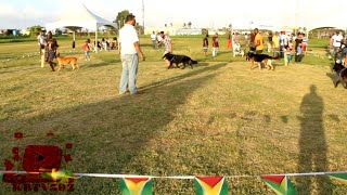 Olympus Kennel Dog Expo 2023 - German Shepards