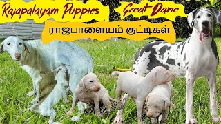 Rajapalayam Puppies & Great Dane in Coimbatore | ராஜபாளையம் குட்டிகள் |