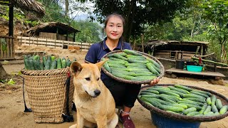 Harvest cucumbers goes to market sell - Take care of the vegetable garden | Ly Thi Tam