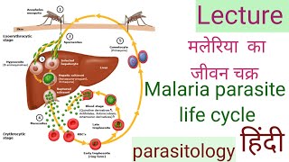 Malaria life cycle ( in hindi) मलेरिया का जीवन चक्र