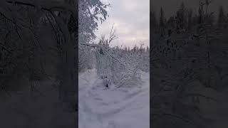 Сказочная зима ❄️