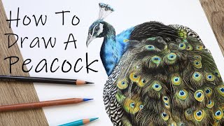 How to draw a PEACOCK in Color Pencil!