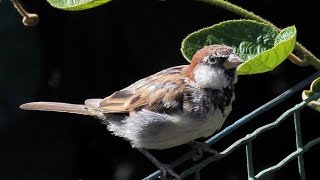 Passera d'Italia  - Italian Sparrow (Passer italiae)