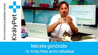 Macska gondozás