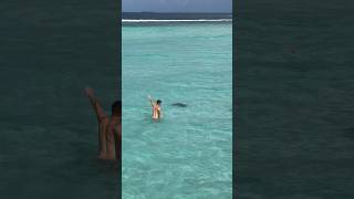 Гости виллы Cora Cora #maldives #shortsanimals #мальдивы #coracora