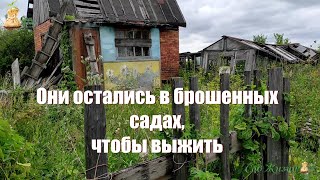 Они остались в брошенных садах, чтобы выжить