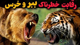 رقابت دو غول جنگل ببر با خرس|نبردی که هیچ کس انتظارش و نداره 😱