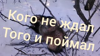 проверка ловушек, этого я не как не ожидал... но приятно а вот зайца очень жаль...