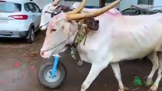 Innovation in bullock cart